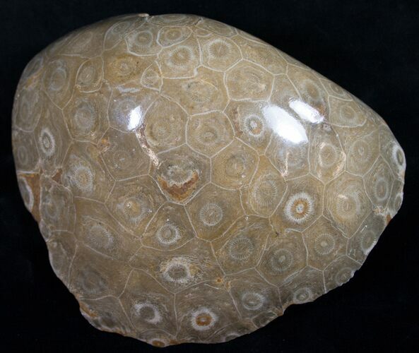 Polished Fossil Coral Head - Morocco #9326